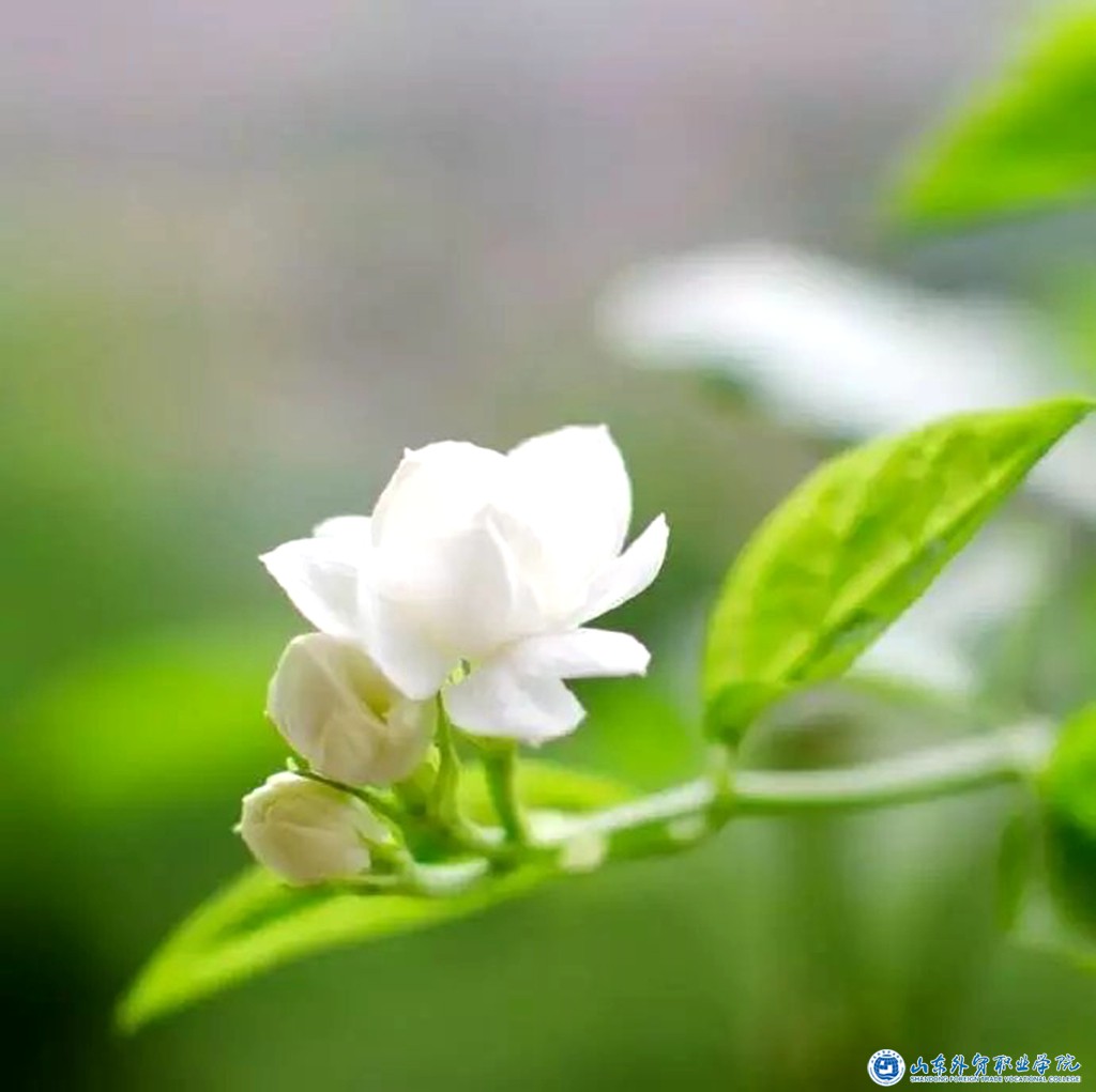 暗香1——吕思齐.jpg